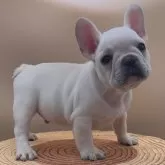 フレンチブルドッグ【愛知県・男の子・2024年11月5日・クリーム】の写真1
