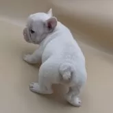 フレンチブルドッグ【愛知県・男の子・2025年10月17日・クリーム】の写真2