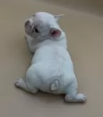 フレンチブルドッグ【愛知県・男の子・2024年12月9日・クリーム】の写真2