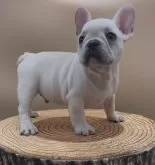 フレンチブルドッグ【愛知県・男の子・2024年11月5日・クリーム】の写真3