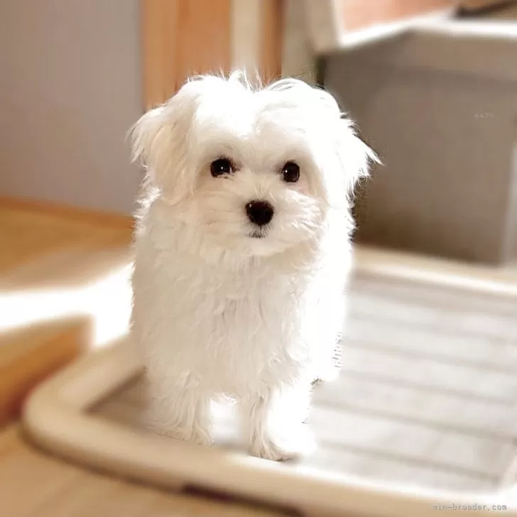 ID：2508-02209の子犬