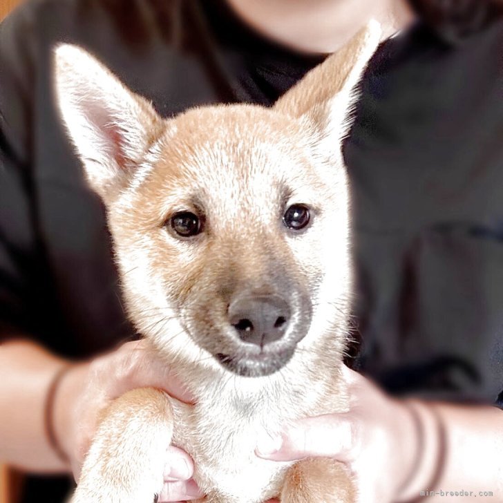 ブリーダー画像