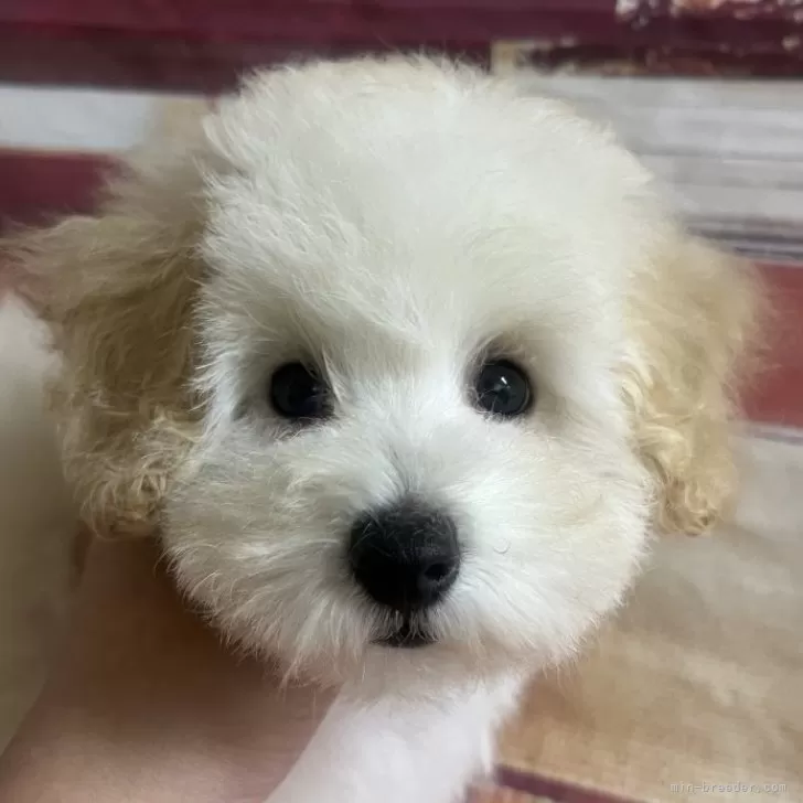 ID:2412-01247の子犬