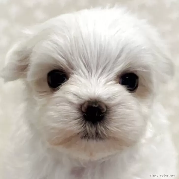 ID：2507-05377の子犬