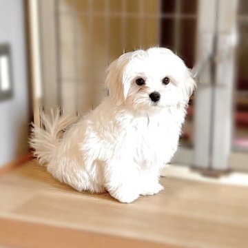 マルチーズ【広島県・男の子・2025年7月12日・白】の写真「かわいい男の子です」