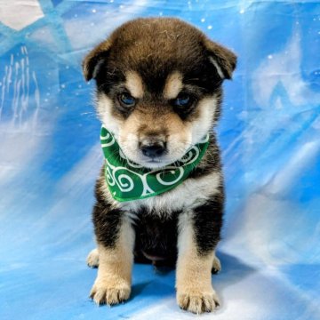 柴犬(標準サイズ)【広島県・男の子・2025年7月23日・黒】の写真「とっても可愛い男の子です」