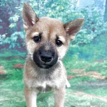 柴犬(標準サイズ)【広島県・男の子・2025年7月23日・赤】の写真「ころころして、とっても可愛いです」