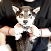 柴犬(標準サイズ)