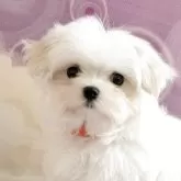 マルチーズ