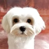 マルチーズ