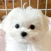 マルチーズ