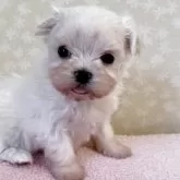 マルチーズ