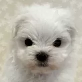 マルチーズ
