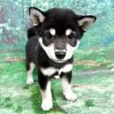 柴犬(標準サイズ)