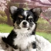 チワワ(ロング)