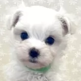 マルチーズ