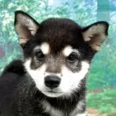 柴犬(標準サイズ)【広島県・男の子・2025年7月23日・黒】の写真4
