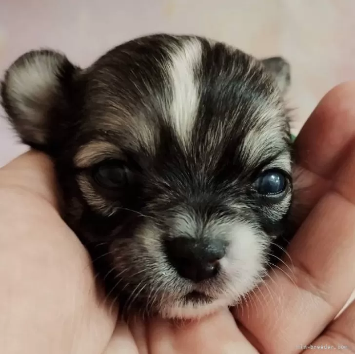 ID：2409-02055の子犬