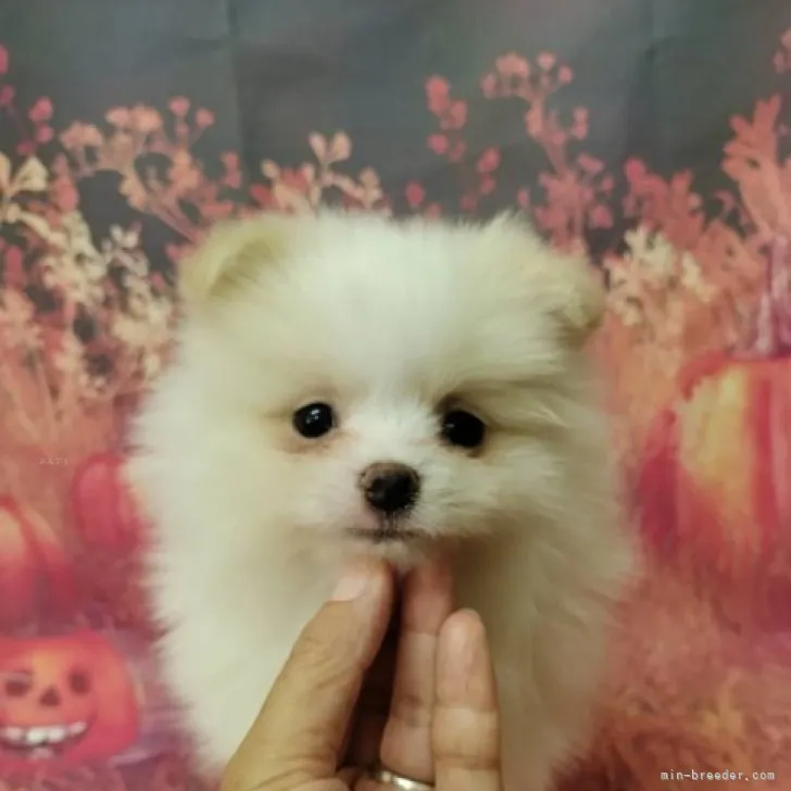 ID:2310-03435の子犬