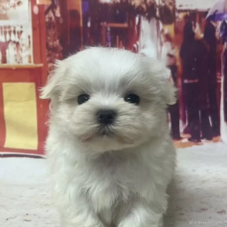 ID：2312-01927の子犬