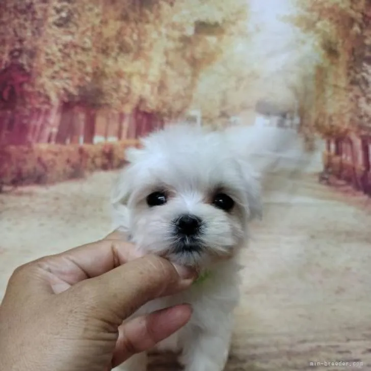 ID：2211-02061の子犬