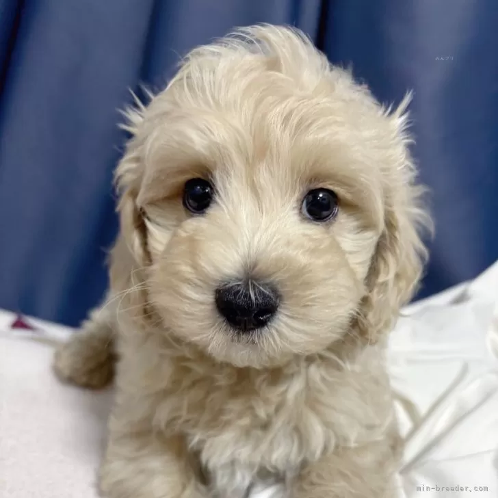 naonao 様のお迎えした子犬
