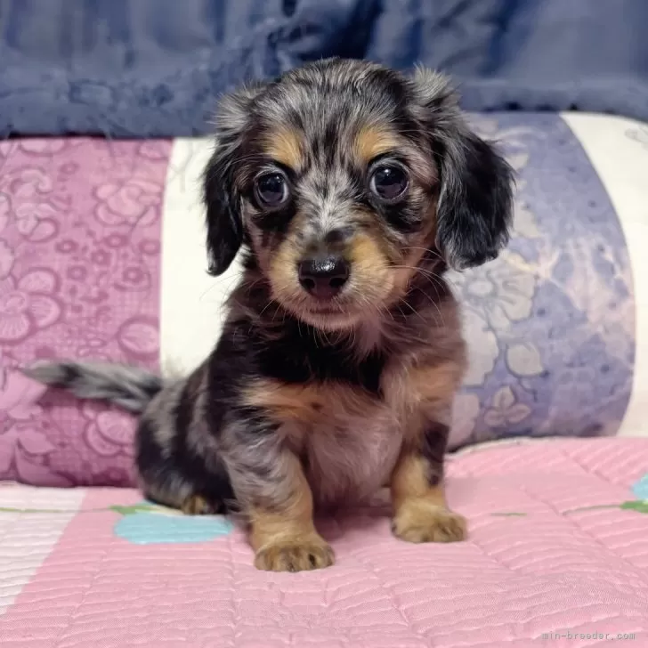 Apple - チワワ 6678 | 旭川犬猫専門｜ペットスーパー J＆J