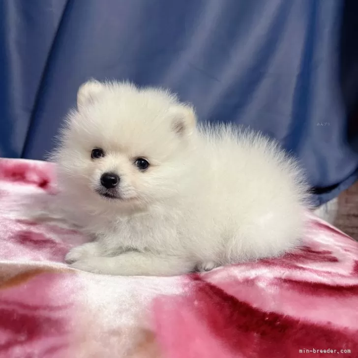ID：2503-08000の子犬
