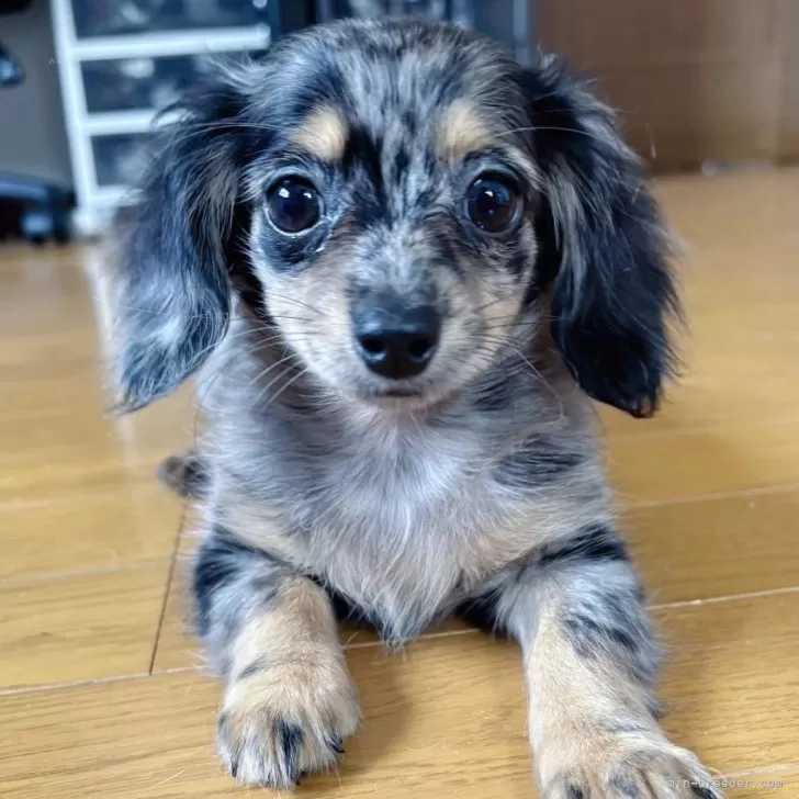 H.M 様のお迎えした子犬