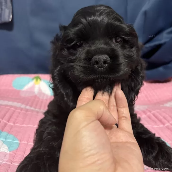 ID：2505-04939の子犬