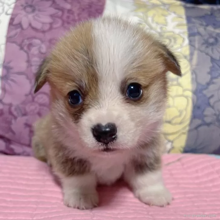 ウェルシュ・コーギー・ペンブローク【愛知県・男の子・2025年10月17日・レッド&amp;ホワイト】の写真1