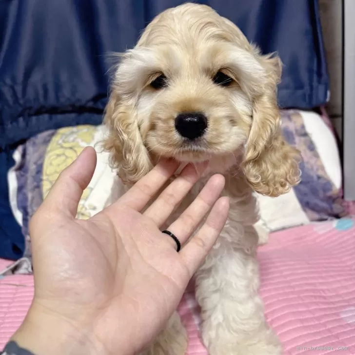 S.M 様のお迎えした子犬