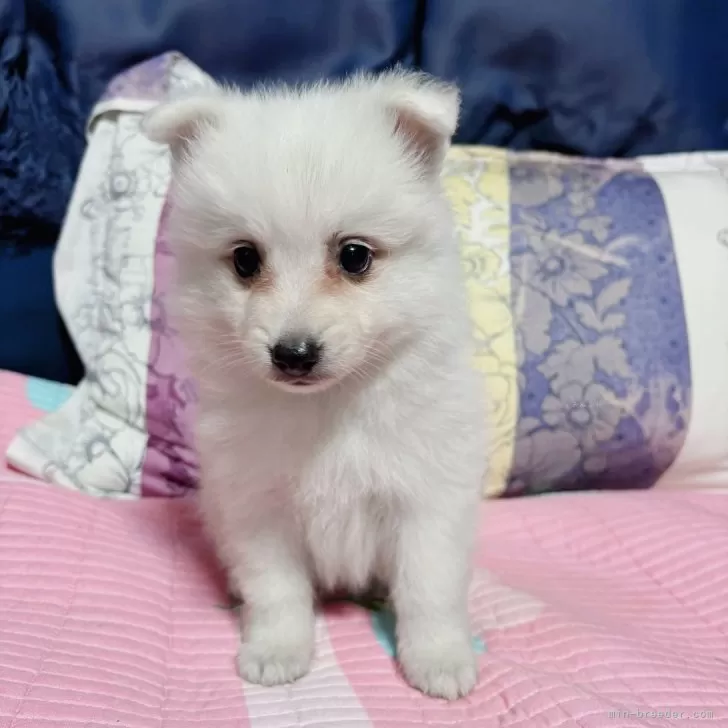 ID：2508-07242の子犬