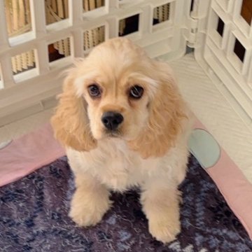 アメリカンコッカースパニエル【愛知県・女の子・2025年8月15日・バフ】の写真「即日お迎え可能！お目々大きい女の子💕最終値下げ」