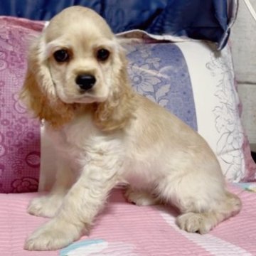 アメリカンコッカースパニエル【愛知県・女の子・2025年8月15日・バフ】の写真「即日お迎え可能、お目々大きい可愛い女の子💕」