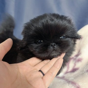 ペキニーズ【愛知県・男の子・2025年2月6日・ブラックホワイトマーキング】の写真「可愛い男の子💕4/30まで」