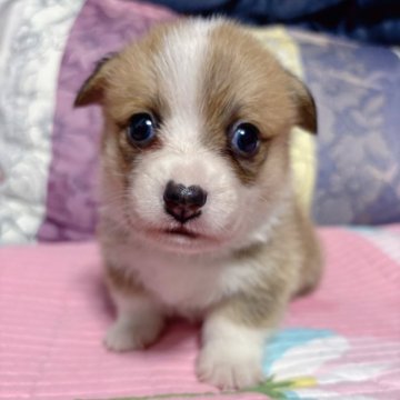 ウェルシュ・コーギー・ペンブローク【愛知県・女の子・2025年10月17日・レッド&ホワイト】の写真「DM発症しない、顔整った可愛い女の子💕断尾済み」