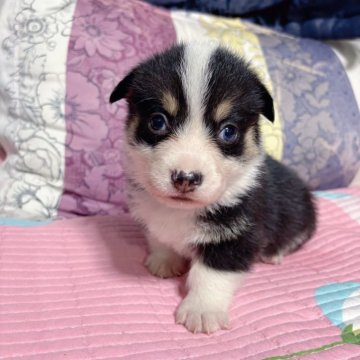 ウェルシュ・コーギー・ペンブローク【愛知県・男の子・2025年10月17日・ブラックタン・ホワイト】の写真「DM発症しない、顔整った可愛い男の子💕断尾済み」