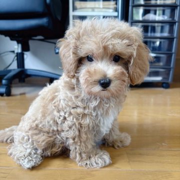 マルプー(マルチーズ×トイプードル)【愛知県・男の子・2025年7月15日・アプリコットホワイト】の写真「尾曲り軽度のため普段生活支障なし　可愛い男の子💕」