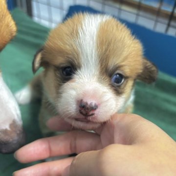 ウェルシュ・コーギー・ペンブローク【愛知県・女の子・2025年10月17日・レッド&ホワイト】の写真「DM発症しない、顔整った可愛い女の子💕」