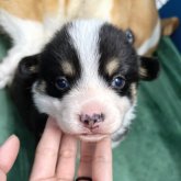 ウェルシュ・コーギー・ペンブローク