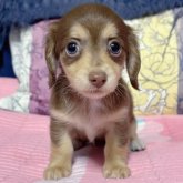 チワックス(チワワ×ダックスフンド)