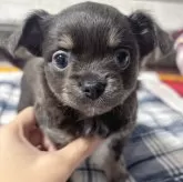 チワワ(ロング)【愛知県・女の子・2024年12月8日・ブルータン・ホワイト】の写真1