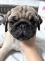 パグ