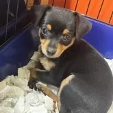 チワピン(チワワ×ミニチュアピンシャー)【愛知県・女の子・2024年11月15日・ブラック・タン】の写真1