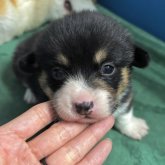 ウェルシュ・コーギー・ペンブローク