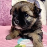 ミックス(チワワ×シーズー)