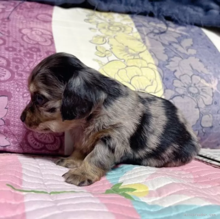 チワックス　ビーグル　愛犬 ankoわんこシリーズ　バッグリング　犬　dog チワックス ビーグル 愛犬 ankoわんこシリーズ バッグリング 犬