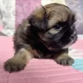 ミックス(チワワ×シーズー)【愛知県・女の子・2025年10月14日・フォーン】の写真4