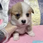 ウェルシュ・コーギー・ペンブローク【愛知県・男の子・2025年10月17日・レッド&ホワイト】の写真2